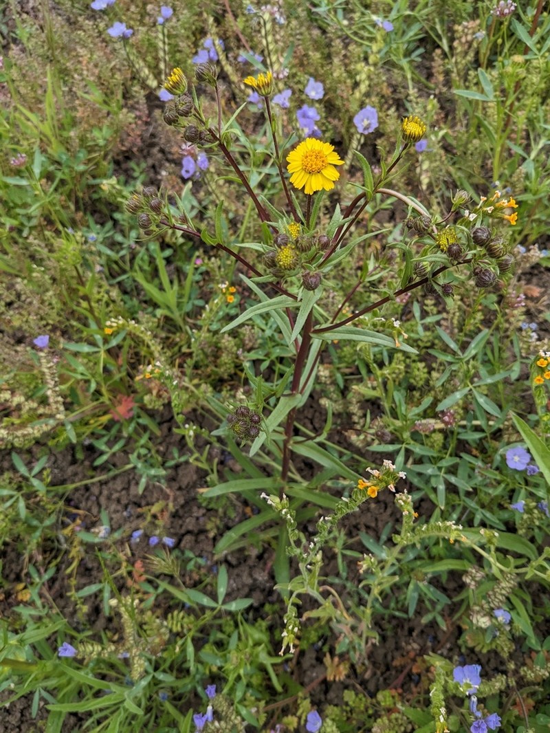 Hall's Tarweed photo 7