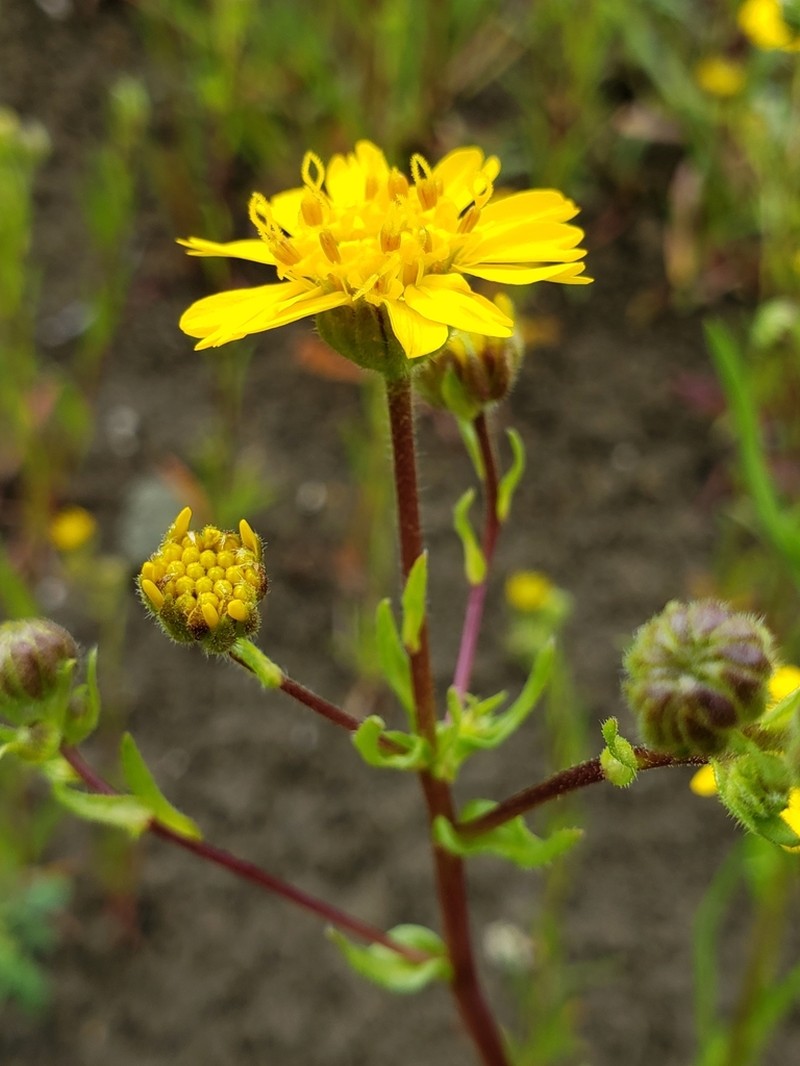 Hall's Tarweed photo 8