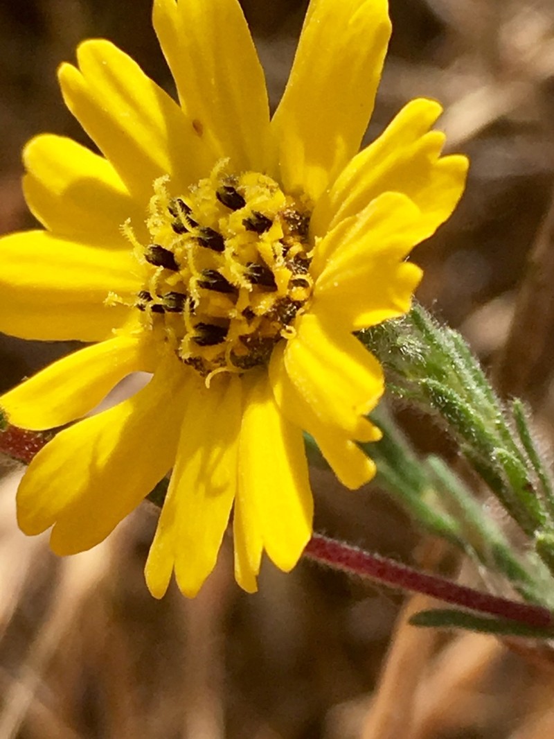 Grassland Tarweed