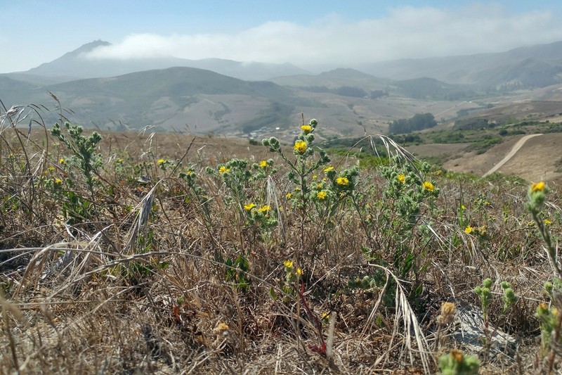 Grassland Tarweed photo 2