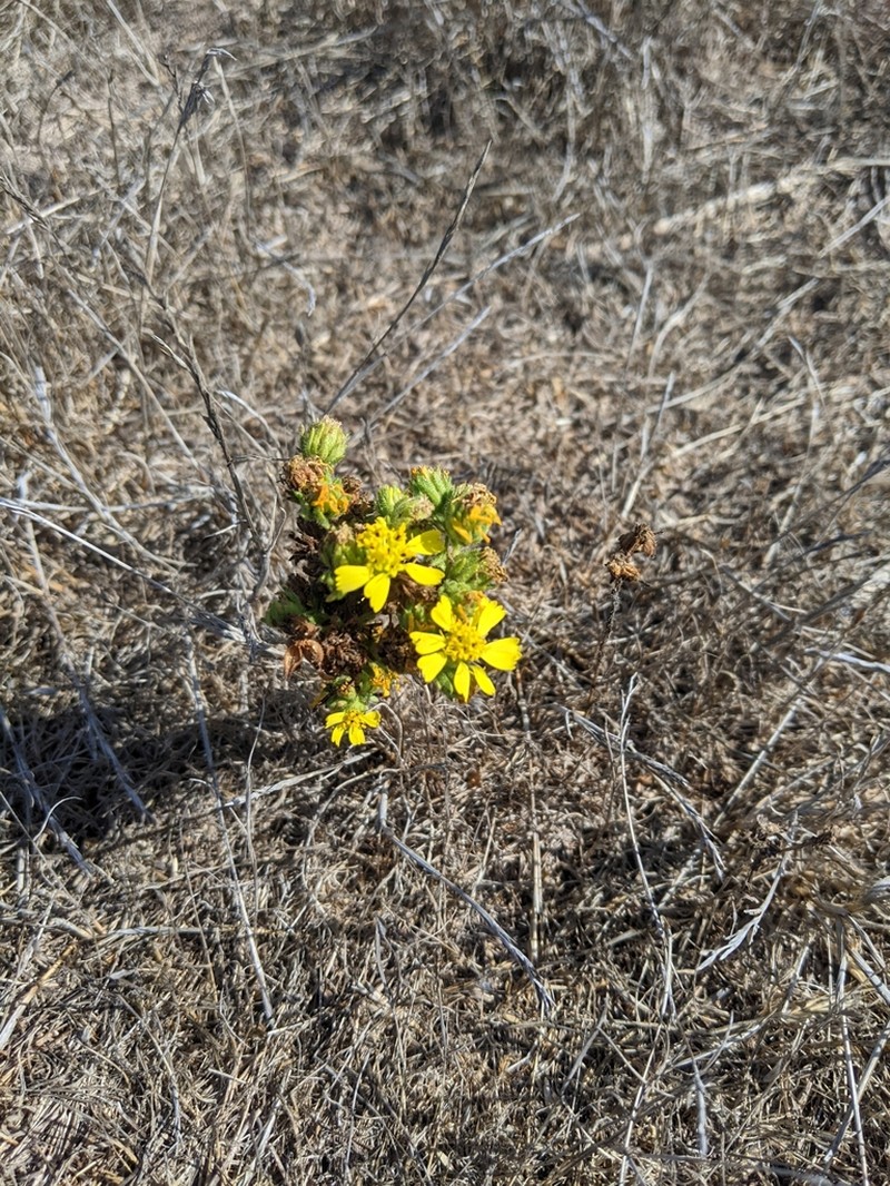 Grassland Tarweed photo 3
