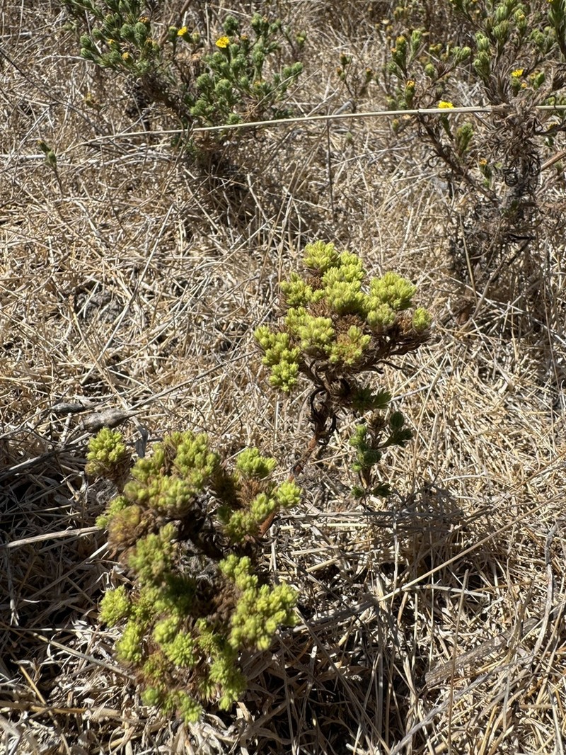 Grassland Tarweed photo 4