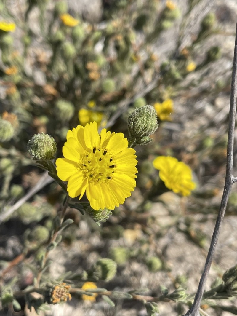 Grassland Tarweed photo 5