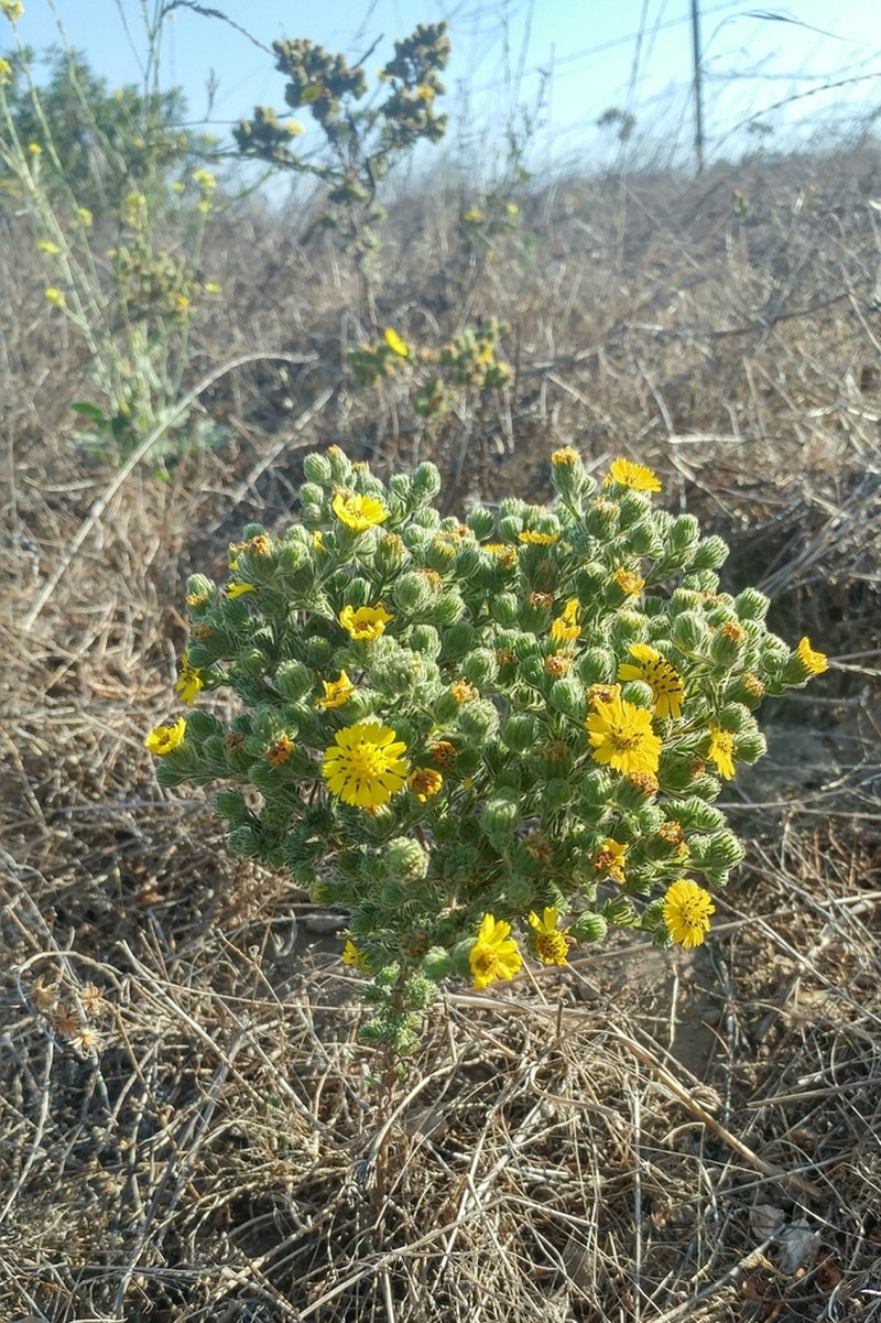Grassland Tarweed photo 6