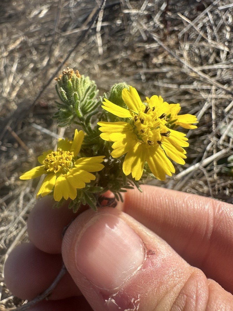Grassland Tarweed photo 7