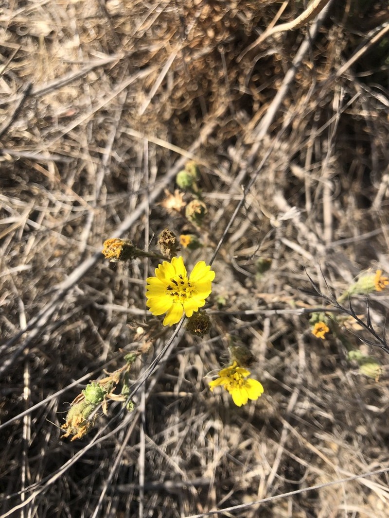 Grassland Tarweed photo 8