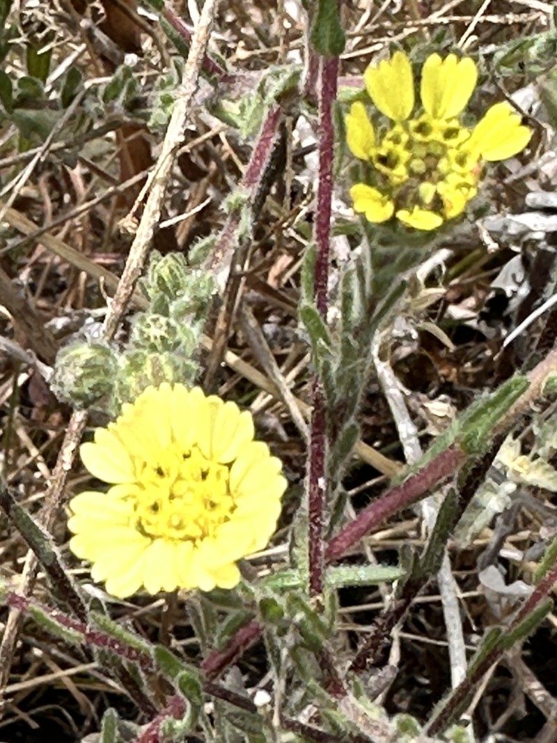 Deinandra increscens subsp. increscens