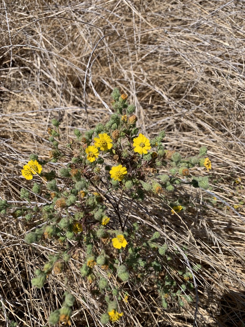Deinandra increscens subsp. increscens photo 2