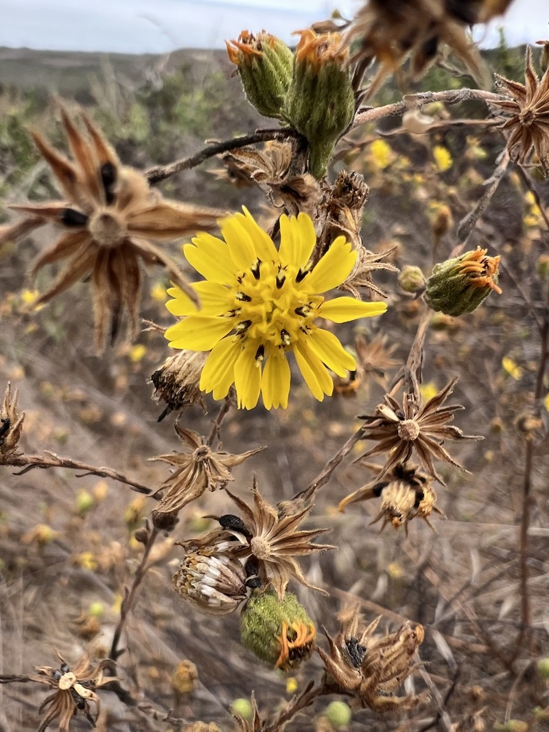 Deinandra increscens subsp. increscens photo 3