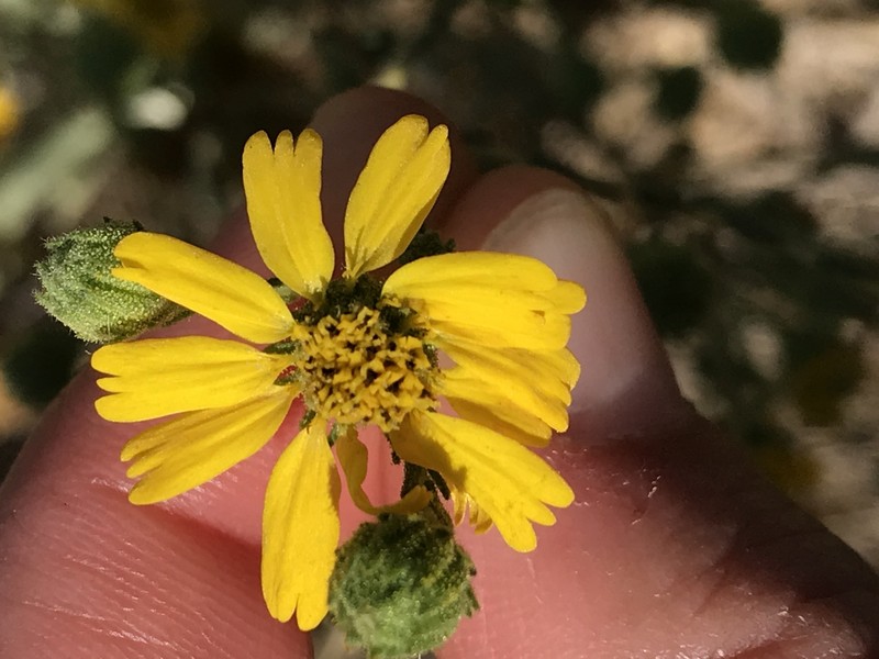 Deinandra increscens subsp. increscens photo 4