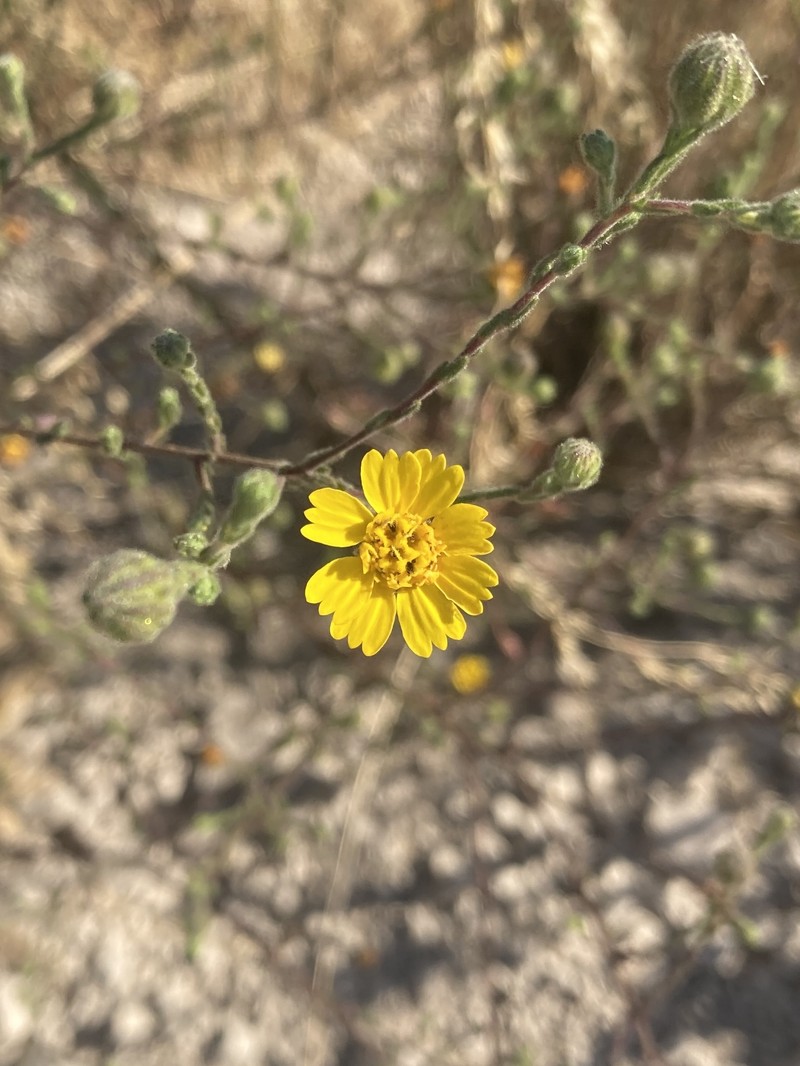 Deinandra increscens subsp. increscens photo 5