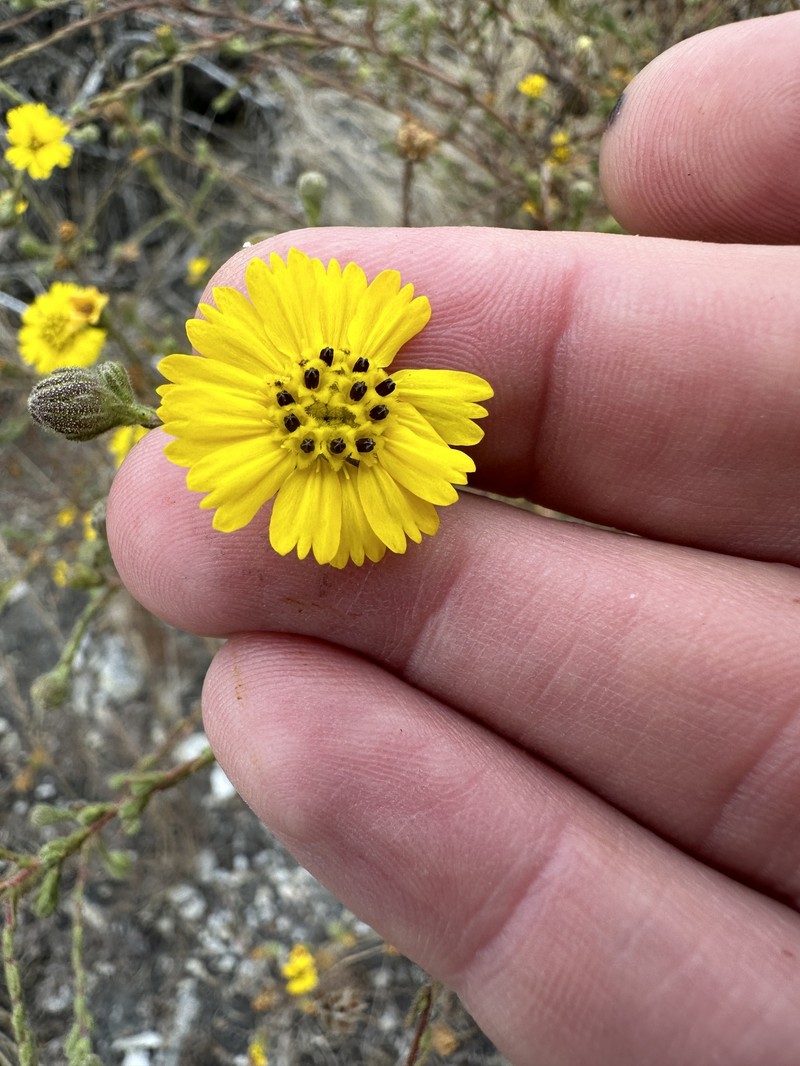 Deinandra increscens subsp. increscens photo 6
