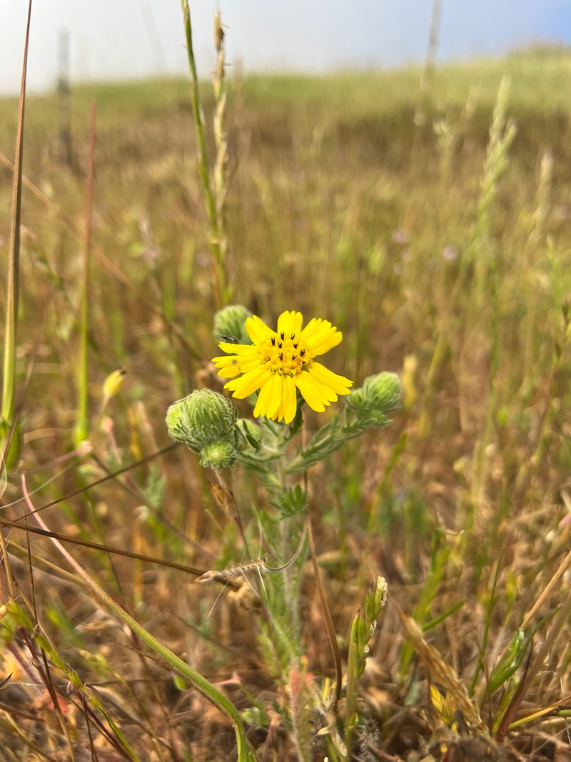 Deinandra increscens subsp. villosa