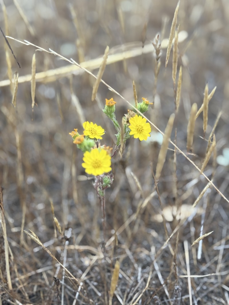 Deinandra increscens subsp. villosa photo 2