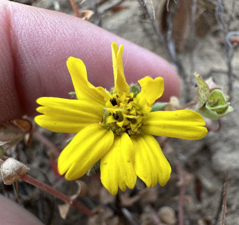 Deinandra increscens subsp. villosa photo 3