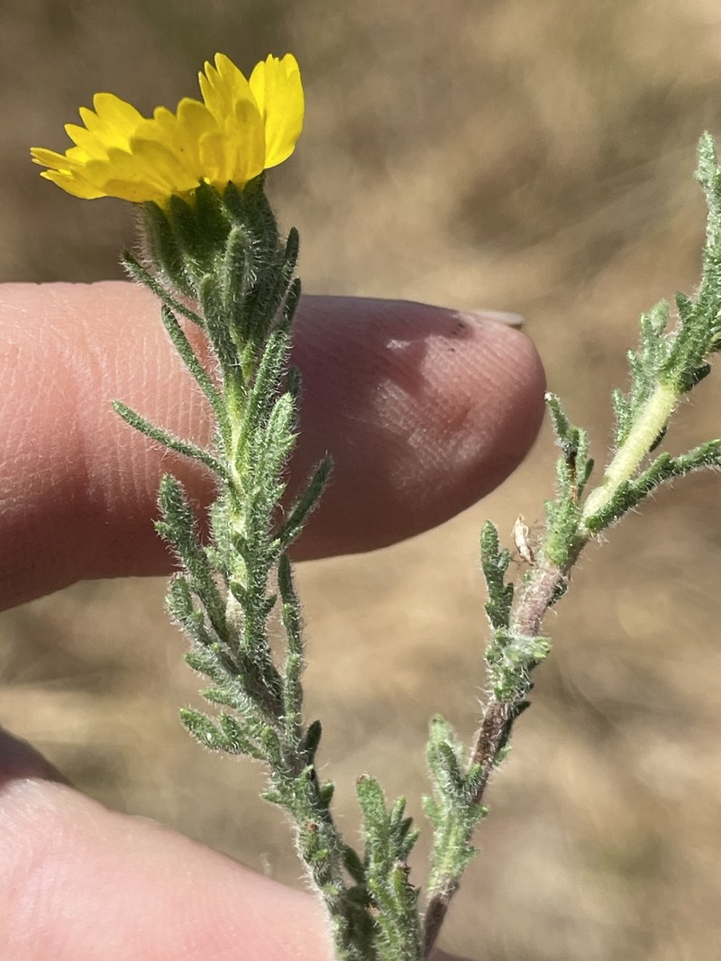 Deinandra increscens subsp. villosa photo 4