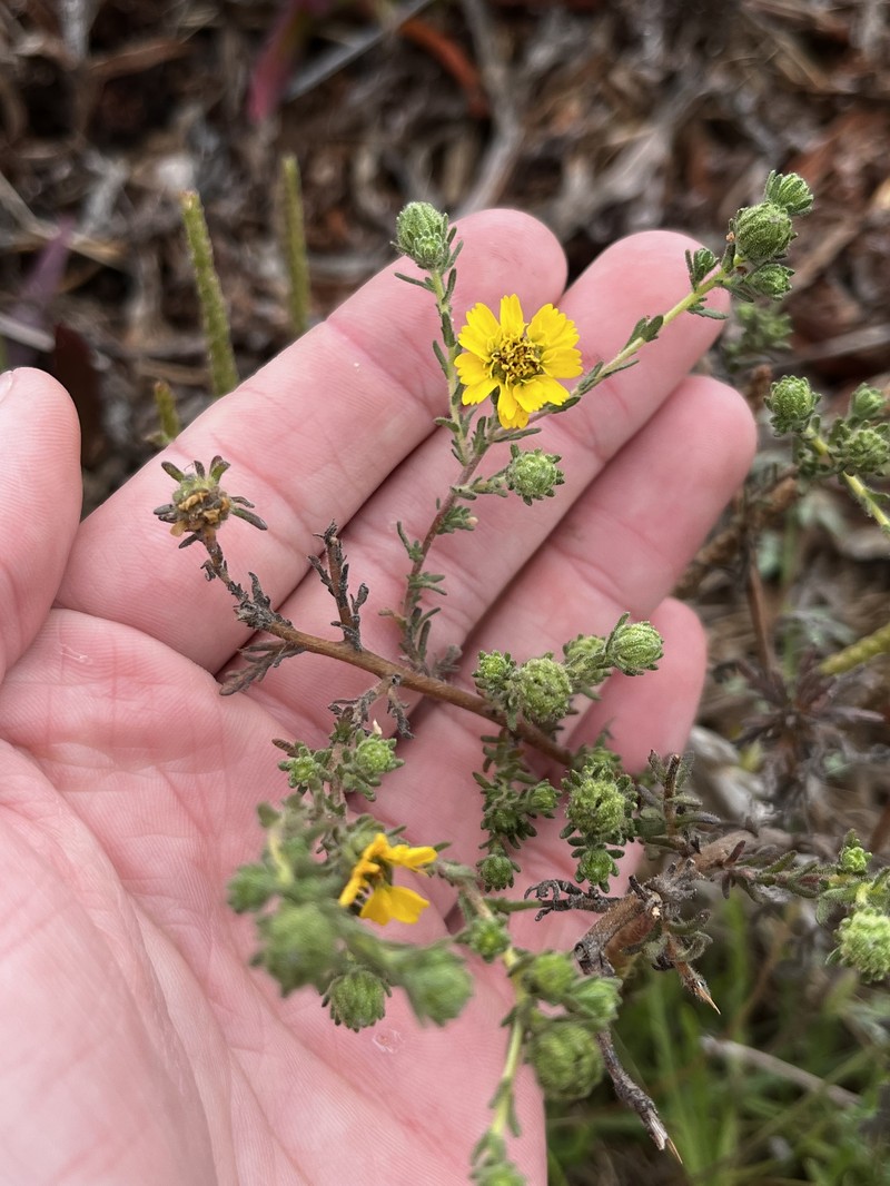 Deinandra increscens subsp. villosa photo 5