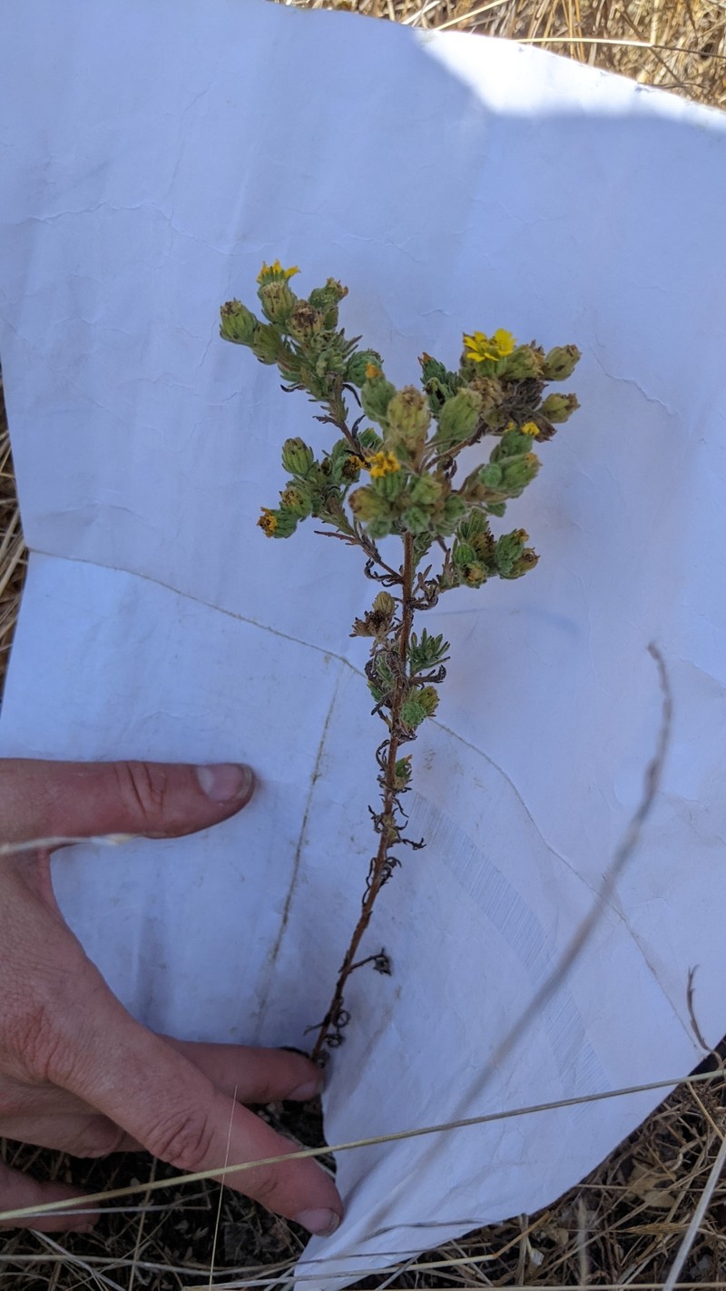 Deinandra increscens subsp. villosa photo 6