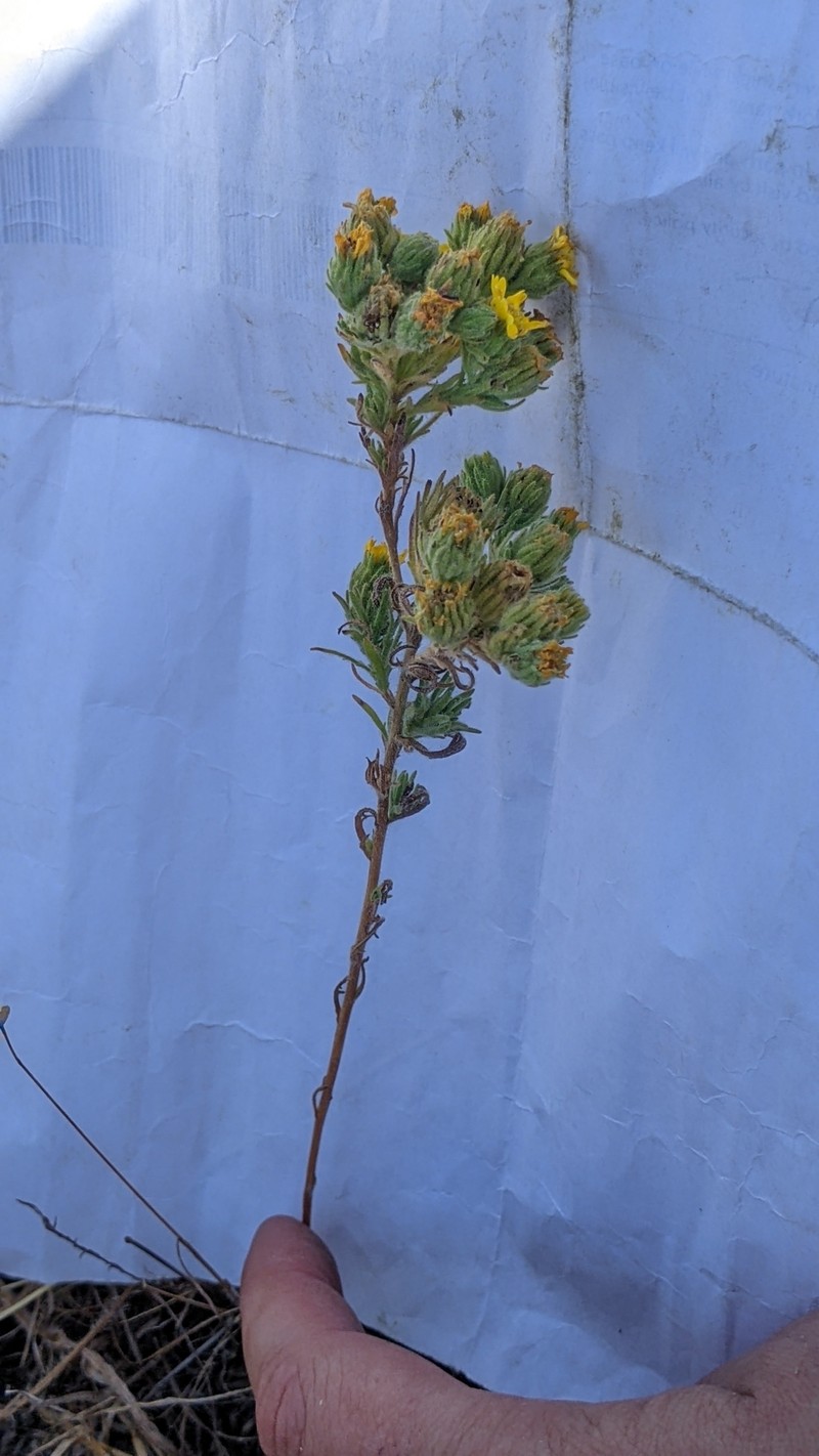 Deinandra increscens subsp. villosa photo 7