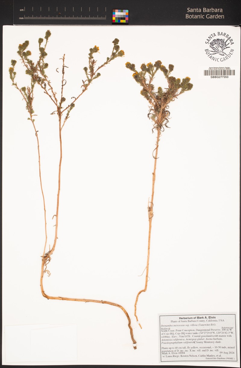 Deinandra increscens subsp. villosa photo 8