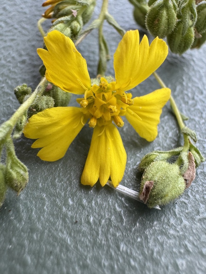Kellogg's Tarweed