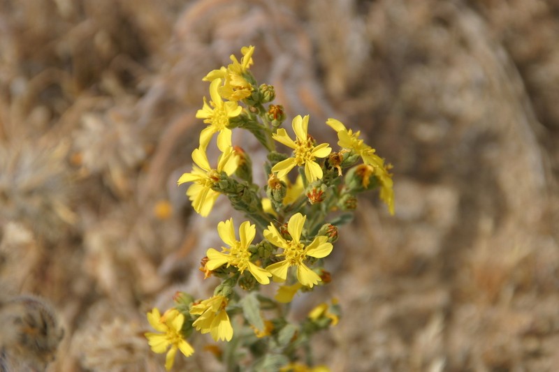 Kellogg's Tarweed photo 2
