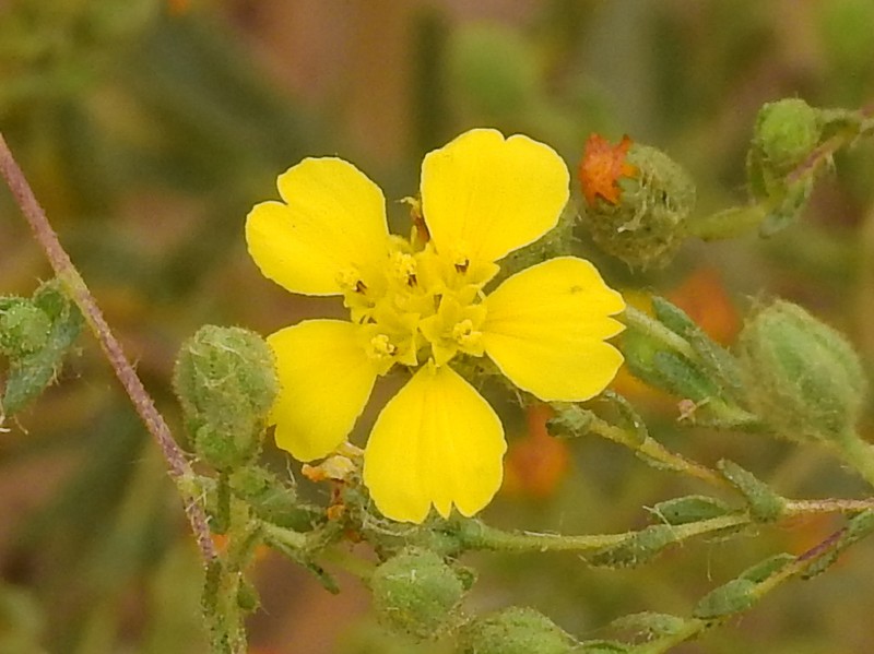 Kellogg's Tarweed photo 3