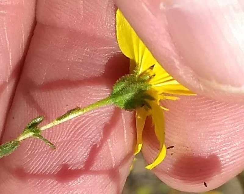 Kellogg's Tarweed photo 4