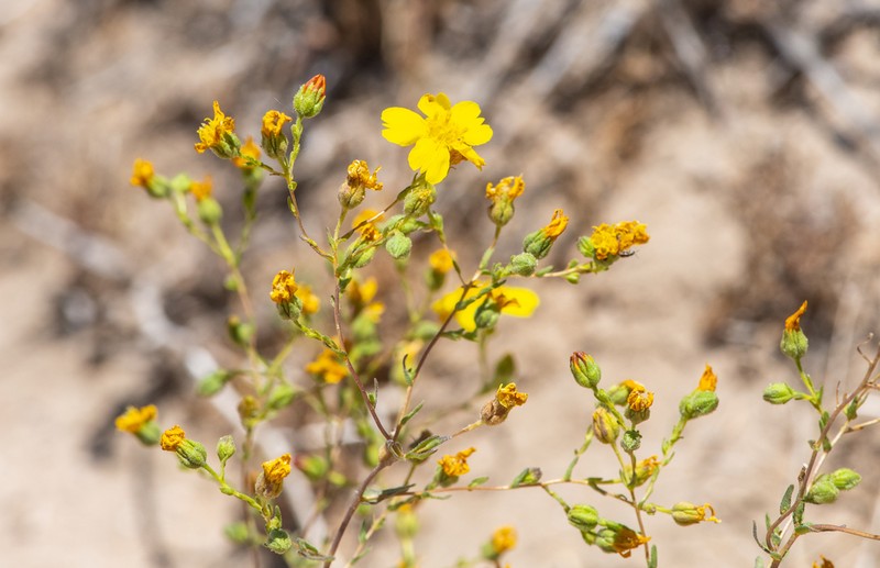 Kellogg's Tarweed photo 5