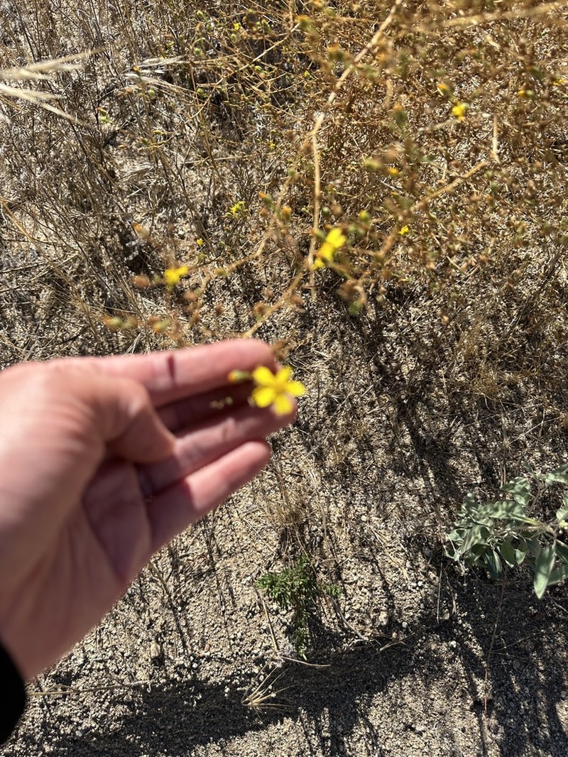 Kellogg's Tarweed photo 6