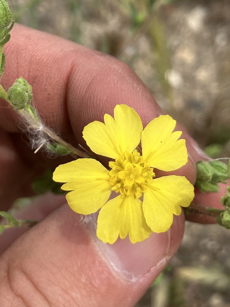 Kellogg's Tarweed photo 7
