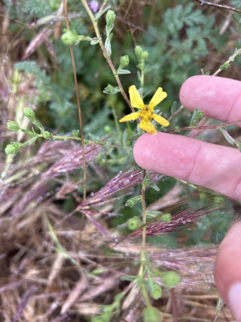 Kellogg's Tarweed photo 8