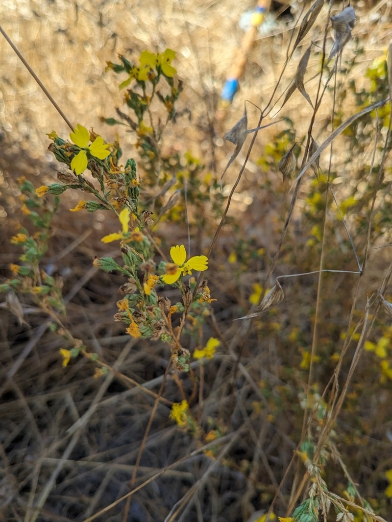 Threeray Tarweed