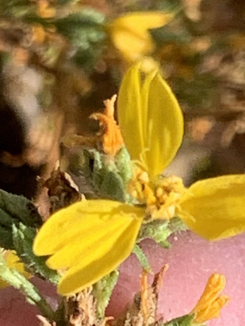 Threeray Tarweed photo 2
