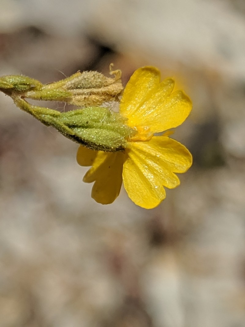 Threeray Tarweed photo 3