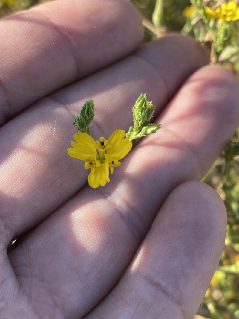 Threeray Tarweed photo 4