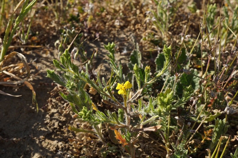 Threeray Tarweed photo 5