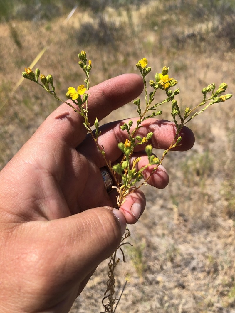 Threeray Tarweed photo 6