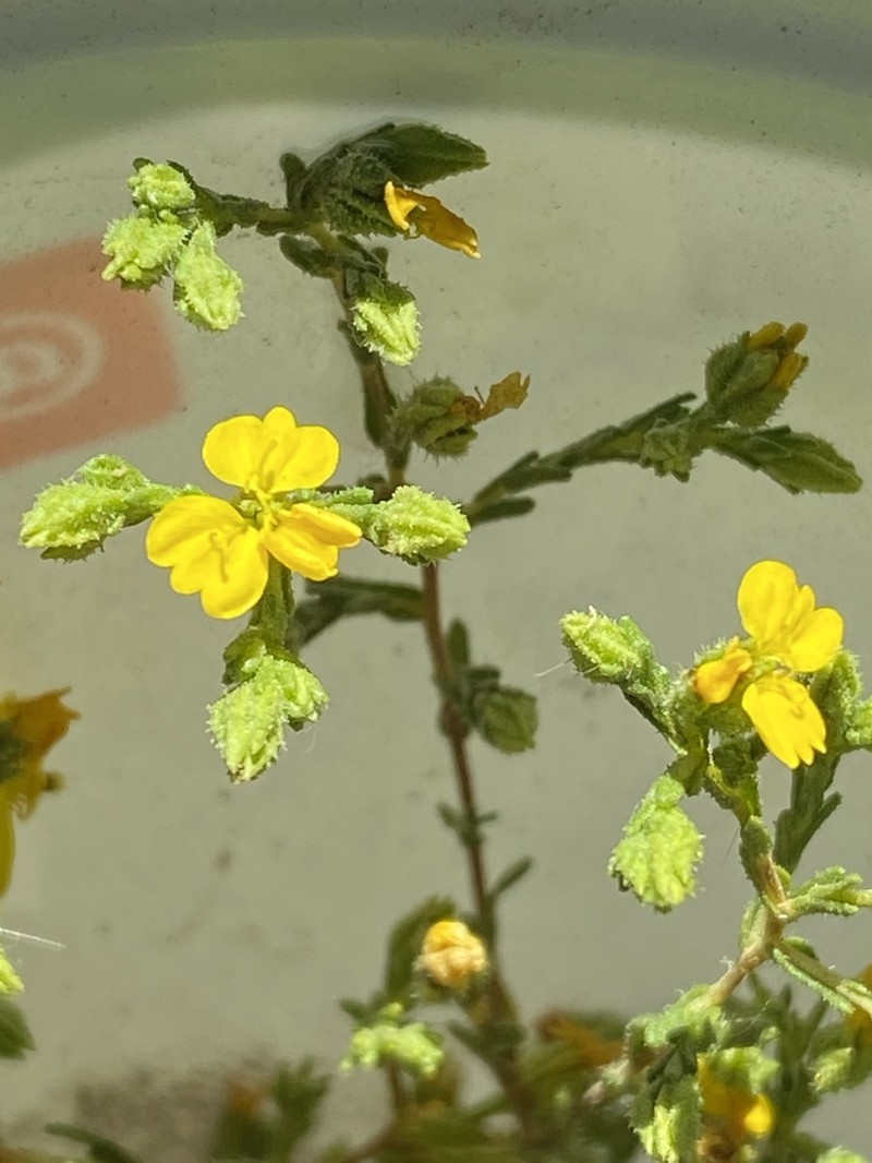 Threeray Tarweed photo 7