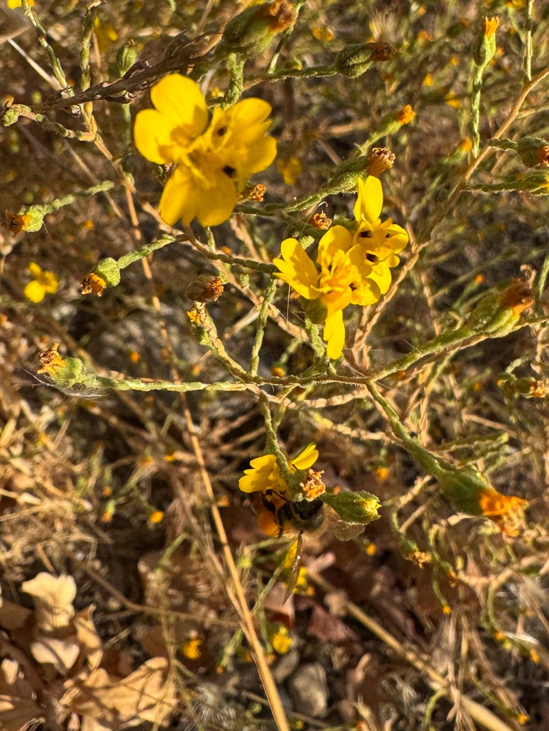 Threeray Tarweed photo 8