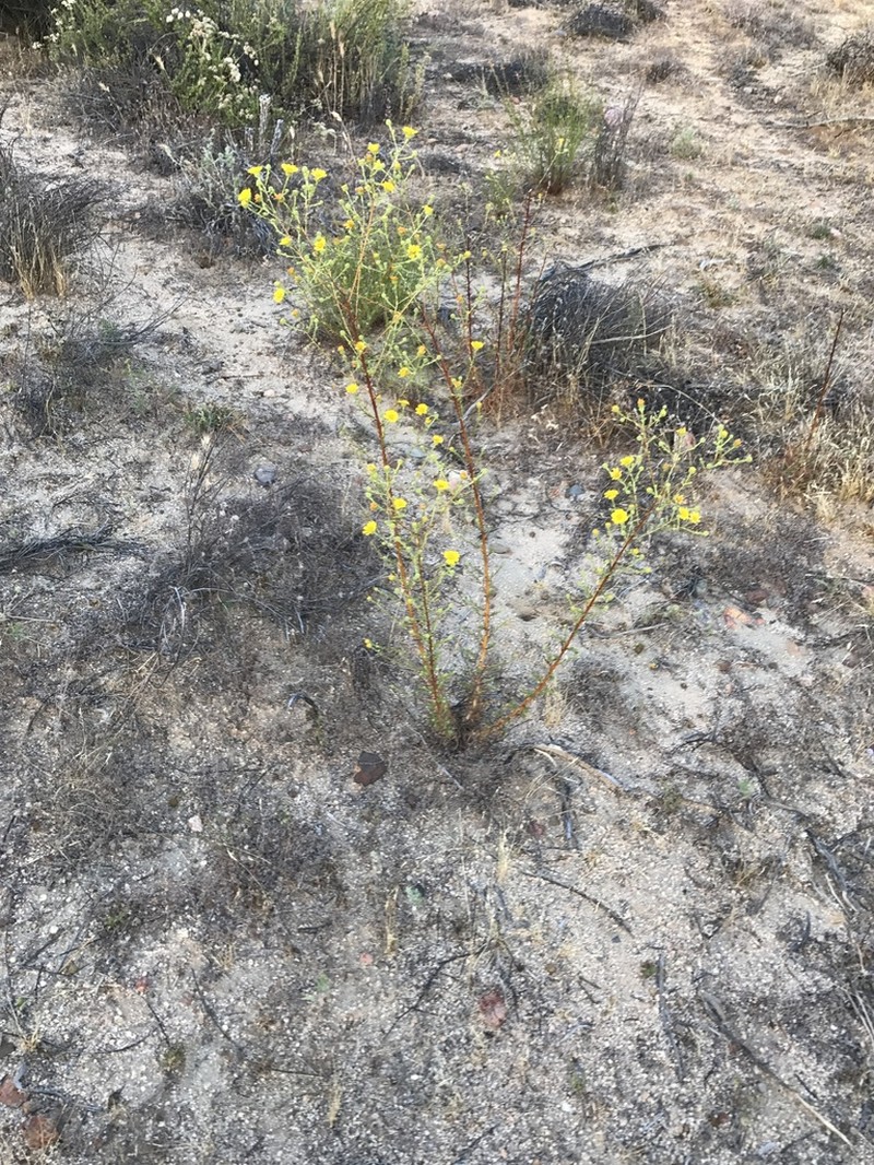Deinandra martirensis
