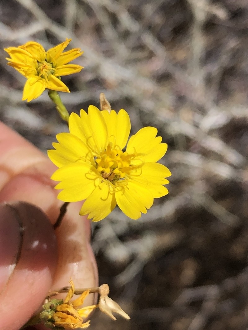 Deinandra martirensis photo 2