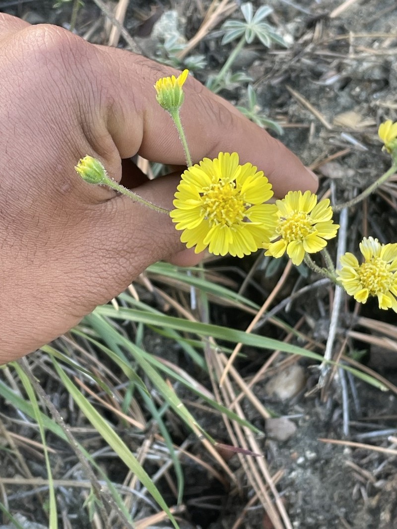 Deinandra martirensis photo 3