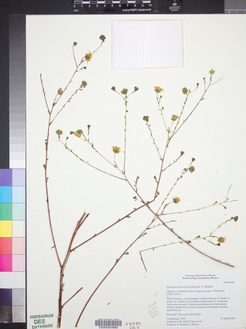 Deinandra martirensis photo 4