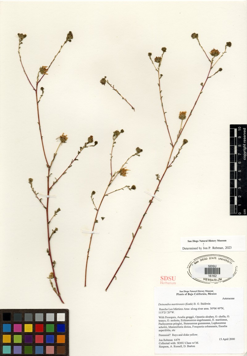 Deinandra martirensis photo 5
