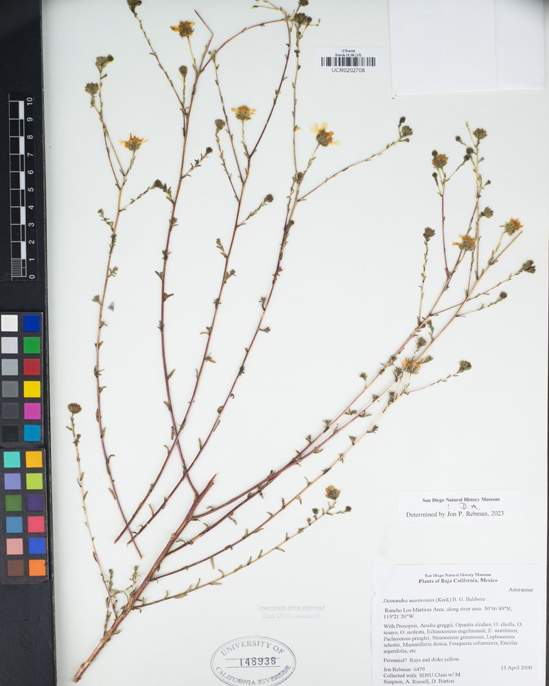 Deinandra martirensis photo 6