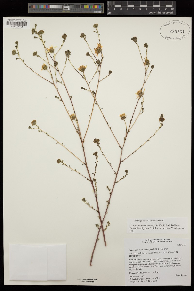 Deinandra martirensis photo 7