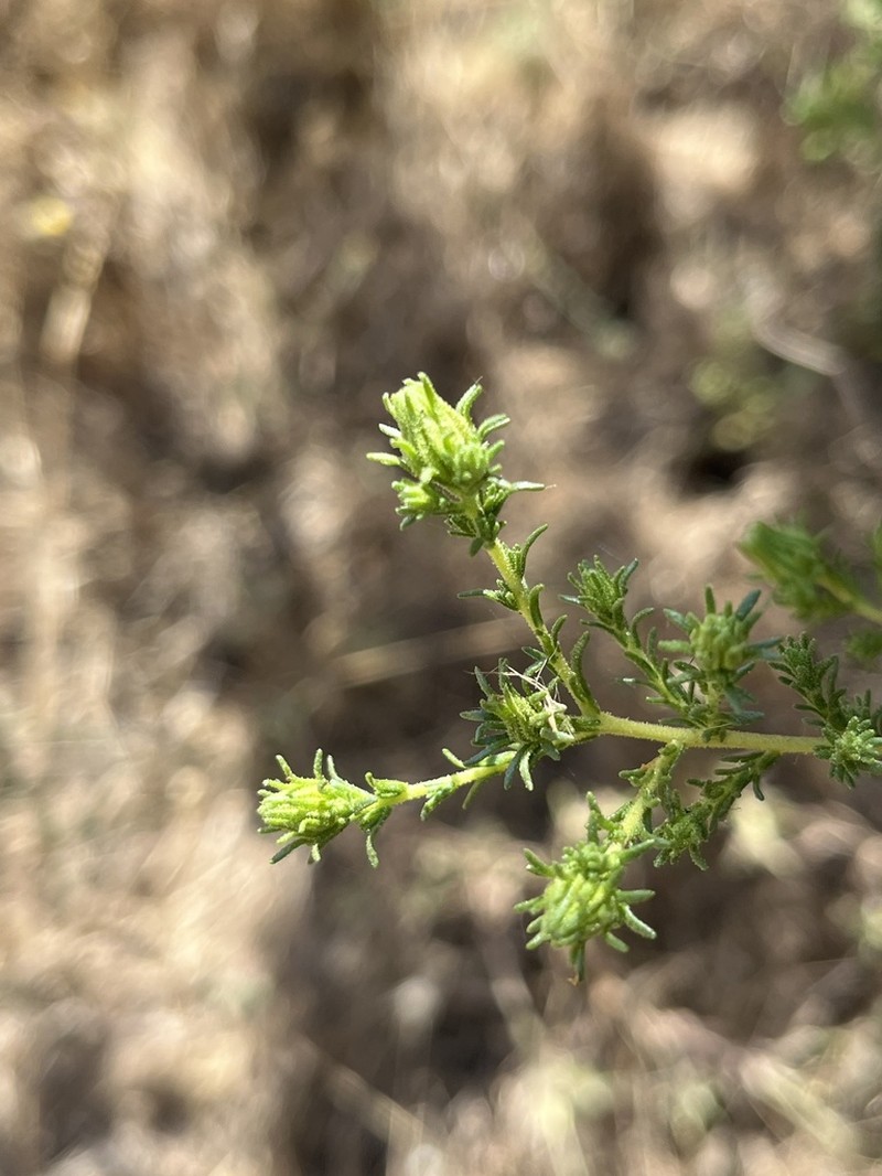 Santa Susana Tarweed