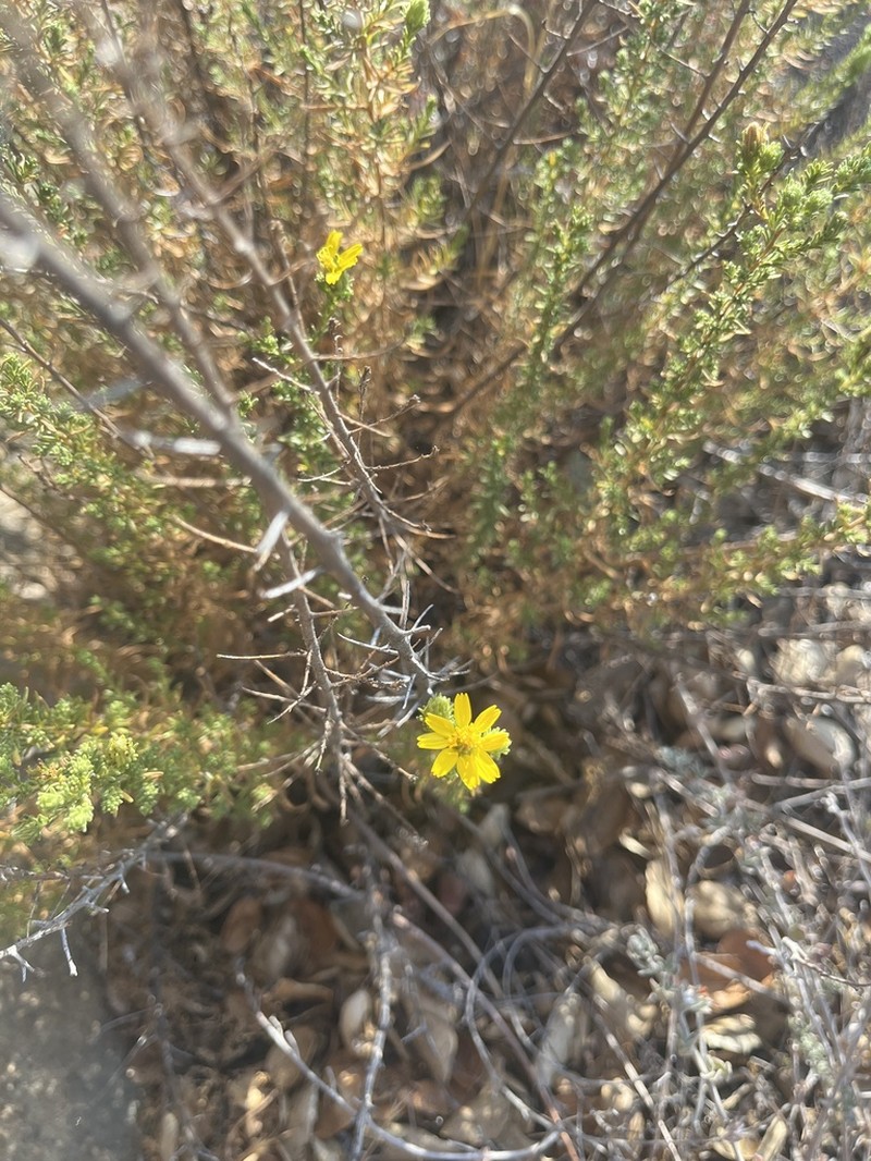 Santa Susana Tarweed photo 2
