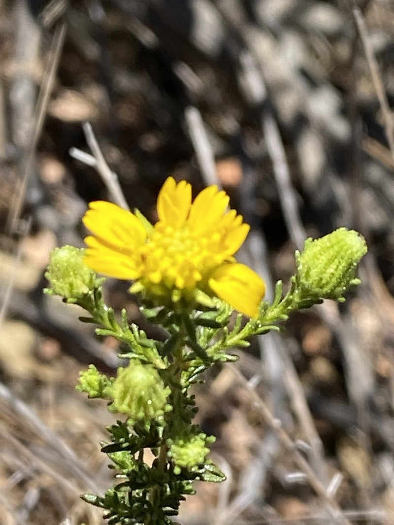 Santa Susana Tarweed photo 3